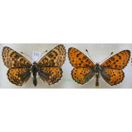 Melitaea didyma (Esper, 1778) pair Przeplatka didyma Czech16j